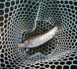 朝霞ガーデン 釣果