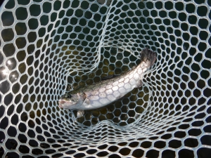 朝霞ガーデン 釣果