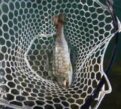 朝霞ガーデン 釣果