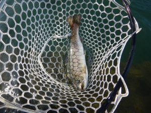 朝霞ガーデン 釣果