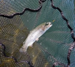 朝霞ガーデン 釣果