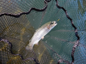朝霞ガーデン 釣果