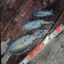 こかわ渡船　雅丸 釣果