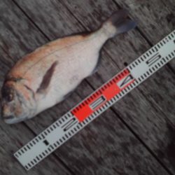 こかわ渡船　雅丸 釣果