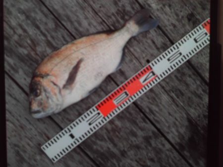 こかわ渡船　雅丸 釣果