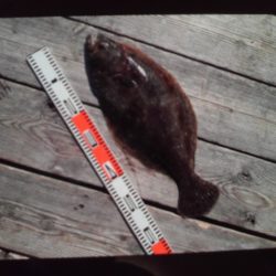 こかわ渡船 雅丸 釣果