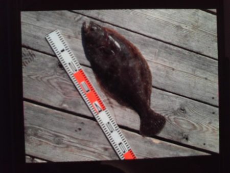 こかわ渡船　雅丸 釣果