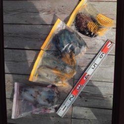 こかわ渡船　雅丸 釣果