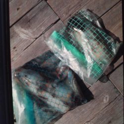 こかわ渡船　雅丸 釣果