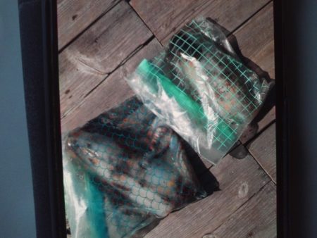 こかわ渡船　雅丸 釣果