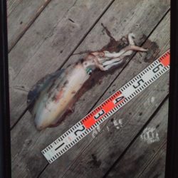 こかわ渡船　雅丸 釣果