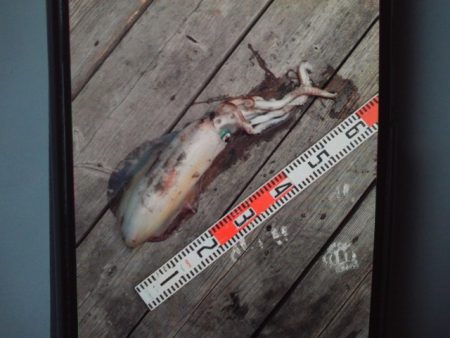 こかわ渡船　雅丸 釣果