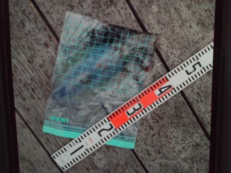 こかわ渡船　雅丸 釣果