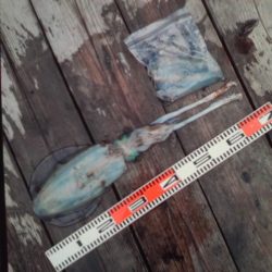 こかわ渡船　雅丸 釣果