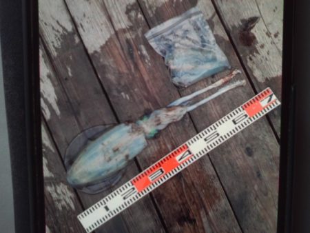 こかわ渡船　雅丸 釣果