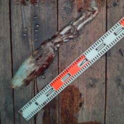 こかわ渡船　雅丸 釣果