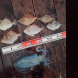 こかわ渡船　雅丸 釣果