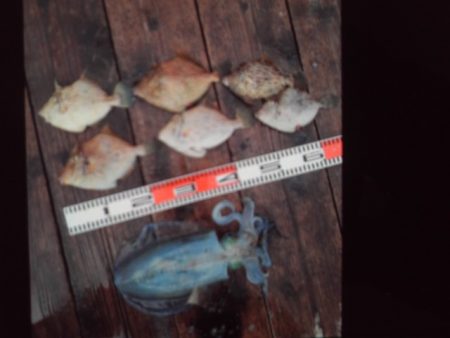 こかわ渡船　雅丸 釣果