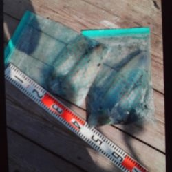 こかわ渡船　雅丸 釣果