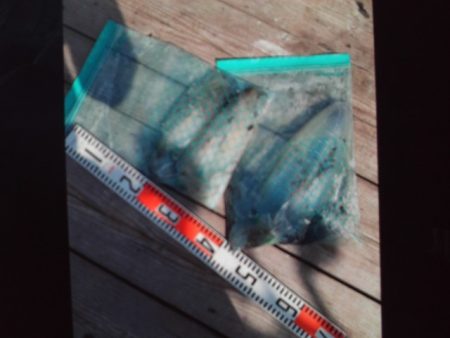 こかわ渡船　雅丸 釣果