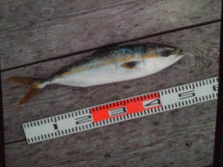 こかわ渡船　雅丸 釣果