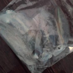 こかわ渡船　雅丸 釣果