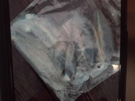 こかわ渡船　雅丸 釣果