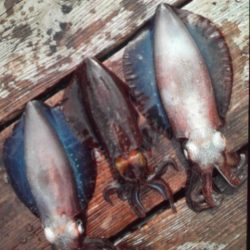 こかわ渡船　雅丸 釣果