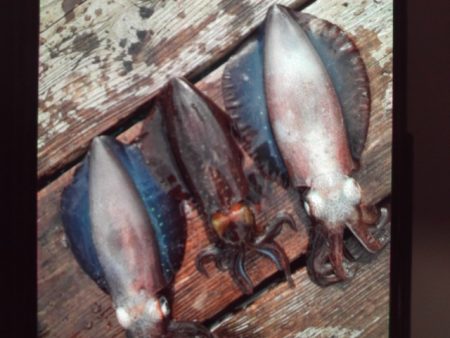 こかわ渡船　雅丸 釣果