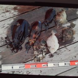 こかわ渡船 雅丸 釣果