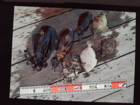 こかわ渡船 雅丸 釣果