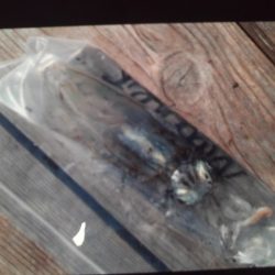 こかわ渡船　雅丸 釣果