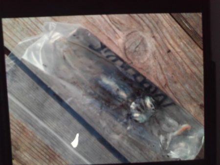 こかわ渡船　雅丸 釣果