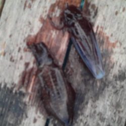 こかわ渡船　雅丸 釣果