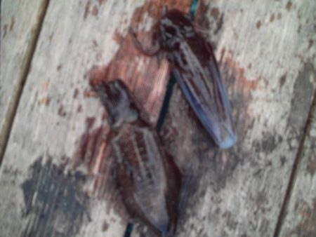 こかわ渡船　雅丸 釣果