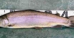 フィッシング サンクチュアリ 釣果