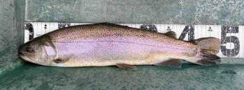 フィッシング サンクチュアリ 釣果