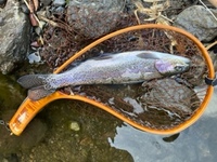 秩父フライフィールド 釣果