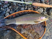 秩父フライフィールド 釣果