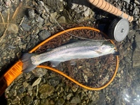 秩父フライフィールド 釣果