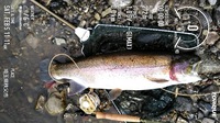 秩父フライフィールド 釣果
