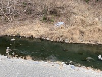 秩父フライフィールド 釣果