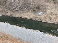 秩父フライフィールド 釣果