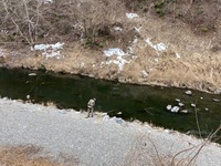 秩父フライフィールド 釣果