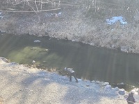 秩父フライフィールド 釣果