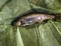 秩父フライフィールド 釣果