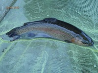 秩父フライフィールド 釣果