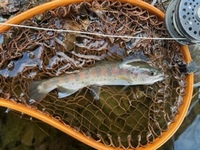 秩父フライフィールド 釣果