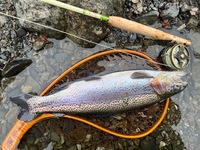 秩父フライフィールド 釣果