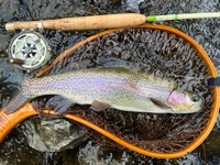 秩父フライフィールド 釣果